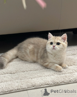 Photo №3. Chatons British Shorthair Fluffy Teddy-Bear de race pure et en bonne santé. Allemagne
