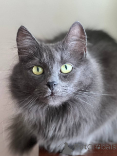 Photo №1.  - à vendre en ville de Minsk | Gratuit | Annonce № 157487