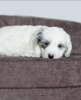 Photos supplémentaires: Chiots disponibles à l'adoption