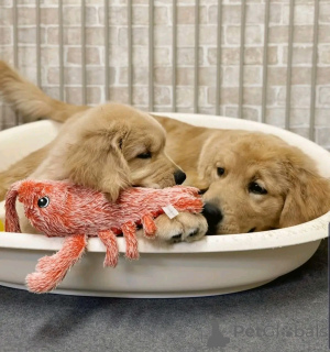 Photo №1. golden retriever - à vendre en ville de Nuremberg | 1000€ | Annonce №137790