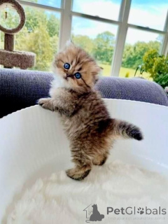 Photo №1. munchkin - à vendre en ville de Aizlingen | 400€ | Annonce № 157788