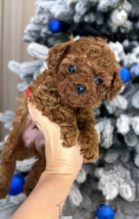 Photo №2 de l'annonce № 164030 de la vente caniche (jouet) - acheter à La finlande annonce privée, de l'abri