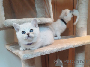 Photo №1. british shorthair - à vendre en ville de Bielefeld | 350€ | Annonce № 123357