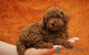 Photo №1. caniche (jouet) - à vendre en ville de Murcia | négocié | Annonce №176508