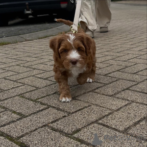 Photo №1. labradoodle - à vendre en ville de Berikon | négocié | Annonce №156417