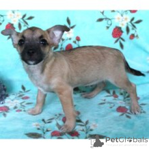 Photo №1. chihuahua - à vendre en ville de Berlin | 650€ | Annonce №172239