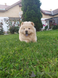 Photo №4. Je vais vendre chow-chow en ville de Belgrade.  - prix - négocié