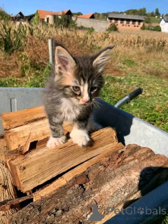 Photo №3. Maine Coon Kitten pour adoption. Allemagne