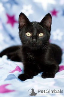 Photo №2 de l'annonce № 138928 de la vente  - acheter à Biélorussie annonce privée