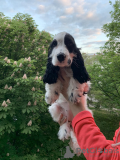 Photos supplémentaires: Chiots Cocker Anglais