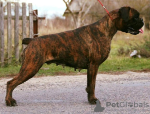 Photo №3. chiot boxer allemand. Biélorussie