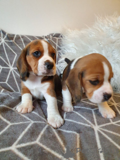 Photo №1. beagle - à vendre en ville de Göppingen | 450€ | Annonce №149748