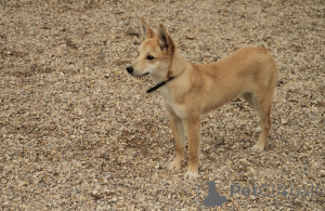 Photo №2 de l'annonce № 159004 de la vente chien bâtard - acheter à Fédération de Russie annonce privée