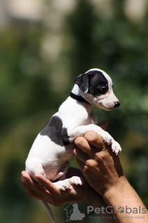 Photo №4. Je vais vendre lévrier whippet en ville de Belgrade.  - prix - négocié