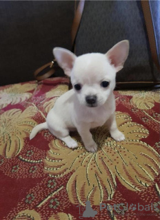 Photo №1. chihuahua - à vendre en ville de Copenhague | négocié | Annonce №30226