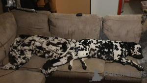 Photo №4. Je vais vendre dalmatien en ville de Helsinki. annonce privée - prix - 450€