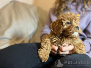 Photos supplémentaires: chiots cavapoo