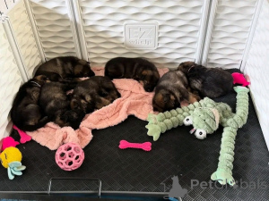 Photo №1. berger allemand - à vendre en ville de Craiova | négocié | Annonce №165225