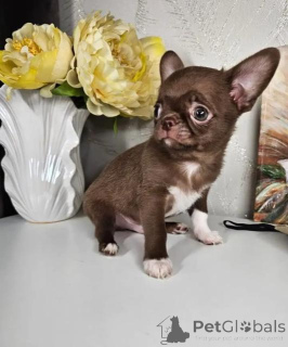 Photo №1. chihuahua - à vendre en ville de Düsseldorf | négocié | Annonce №167595