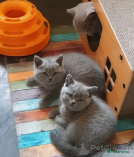 Photo №1. british shorthair - à vendre en ville de Nuremberg | 500€ | Annonce № 164529