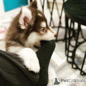 Photo №3. De magnifiques chiots husky sibériens prêts à partir. France