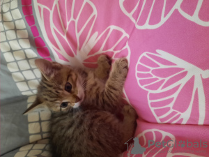 Photo №3. Veronika Lusin. Allemagne