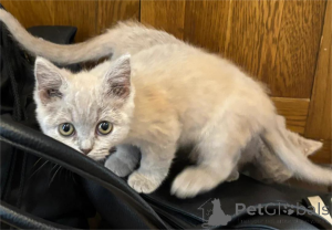 Photo №1. british shorthair - à vendre en ville de Bretzfeld | 350€ | Annonce № 153580