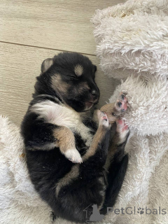 Photo №2 de l'annonce № 146024 de la vente husky de sibérie - acheter à Biélorussie annonce privée