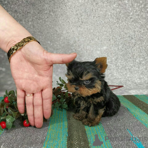 Photo №2 de l'annonce № 173341 de la vente yorkshire terrier - acheter à Allemagne annonce privée