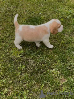 Photo №3. Chiot beagle. Serbie