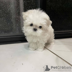 Photo №4. Je vais vendre bichon maltais en ville de Vienna. annonce privée - prix - négocié