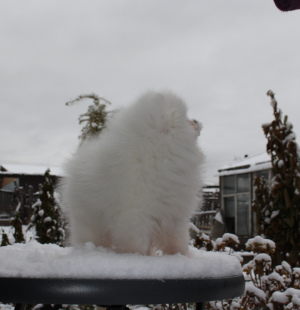 Photo №2 de l'annonce № 4160 de la vente spitz nain - acheter à Fédération de Russie éleveur