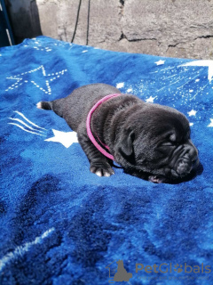 Photo №3. Chiots cane corso à vendre. Ukraine