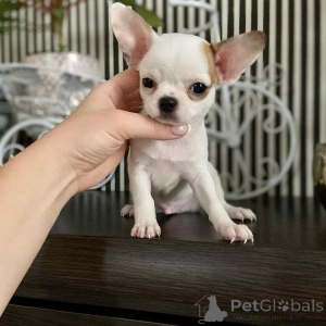 Photo №3. Chiots chihuahua 8 semaines. USA