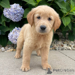 Photo №1. golden retriever - à vendre en ville de Berlin | Gratuit | Annonce №125087