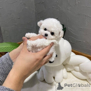 Photo №1. bichon à poil frisé - à vendre en ville de De plus fort | négocié | Annonce №169999