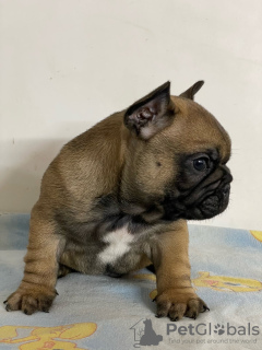 Photo №4. Je vais vendre bouledogue en ville de Belgrade. éleveur - prix - négocié