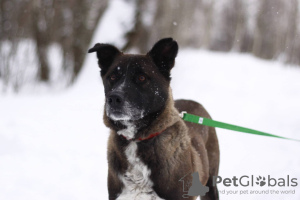 Photo №4. Je vais vendre chien bâtard en ville de Москва. de l'abri - prix - Gratuit