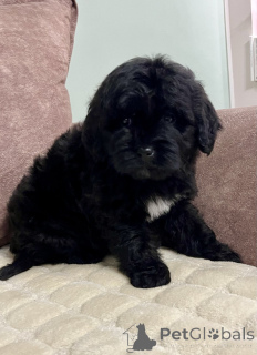 Photo №4. Je vais vendre labradoodle en ville de Belgrade.  - prix - 500€