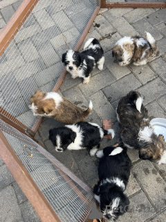 Photo №2 de l'annonce № 176059 de la vente shih tzu - acheter à L'Autriche annonce privée