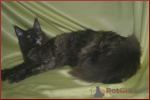 Photo №3. Magnificent Maine Kun Cats d'une pépinière. Fédération de Russie