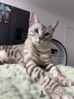 Photo №2 de l'annonce № 153410 de la vente  - acheter à L'Autriche annonce privée