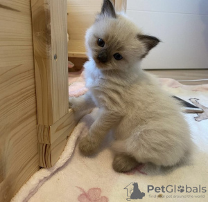 Photo №1. ragdoll - à vendre en ville de Munich | 241€ | Annonce № 103837