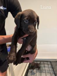 Photo №1. labrador retriever - à vendre en ville de Vienne | 700€ | Annonce №163842