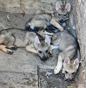 Photo №1. chien-loup tchécoslovaque - à vendre en ville de Панчево | négocié | Annonce №114163