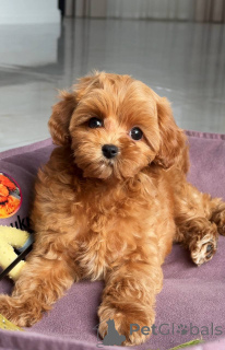 Photo №4. Je vais vendre bichon maltais en ville de Berlin. éleveur - prix - 1200€