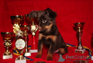 Photo №2 de l'annonce № 7625 de la vente petit chien russe - acheter à Ukraine de la fourrière, éleveur
