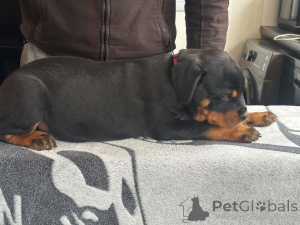 Photo №1. rottweiler - à vendre en ville de Billnäs | 500€ | Annonce №168900
