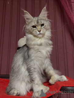 Photo №4. Je vais vendre maine coon en ville de Belfast. éleveur - prix - négocié