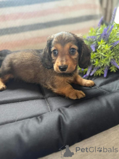 Photo №3. Urocze szczenięta jamnika do adoption. Pologne